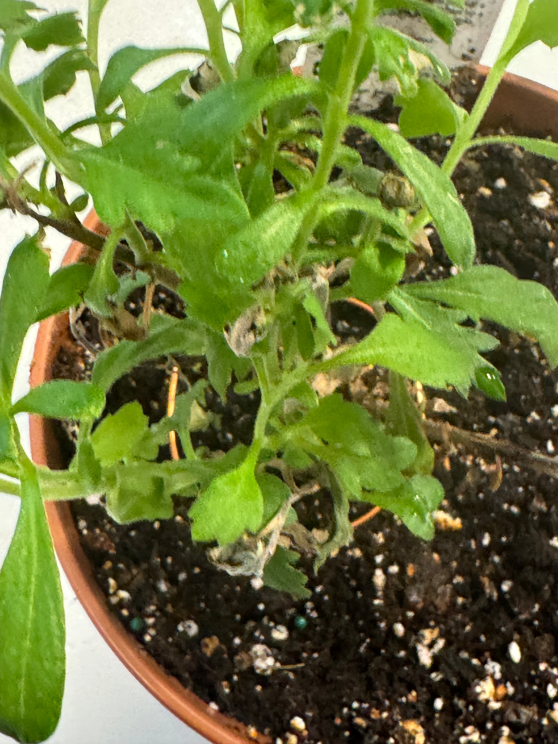 Bright plant growing with the Copper Ring 369 around the base of the plant