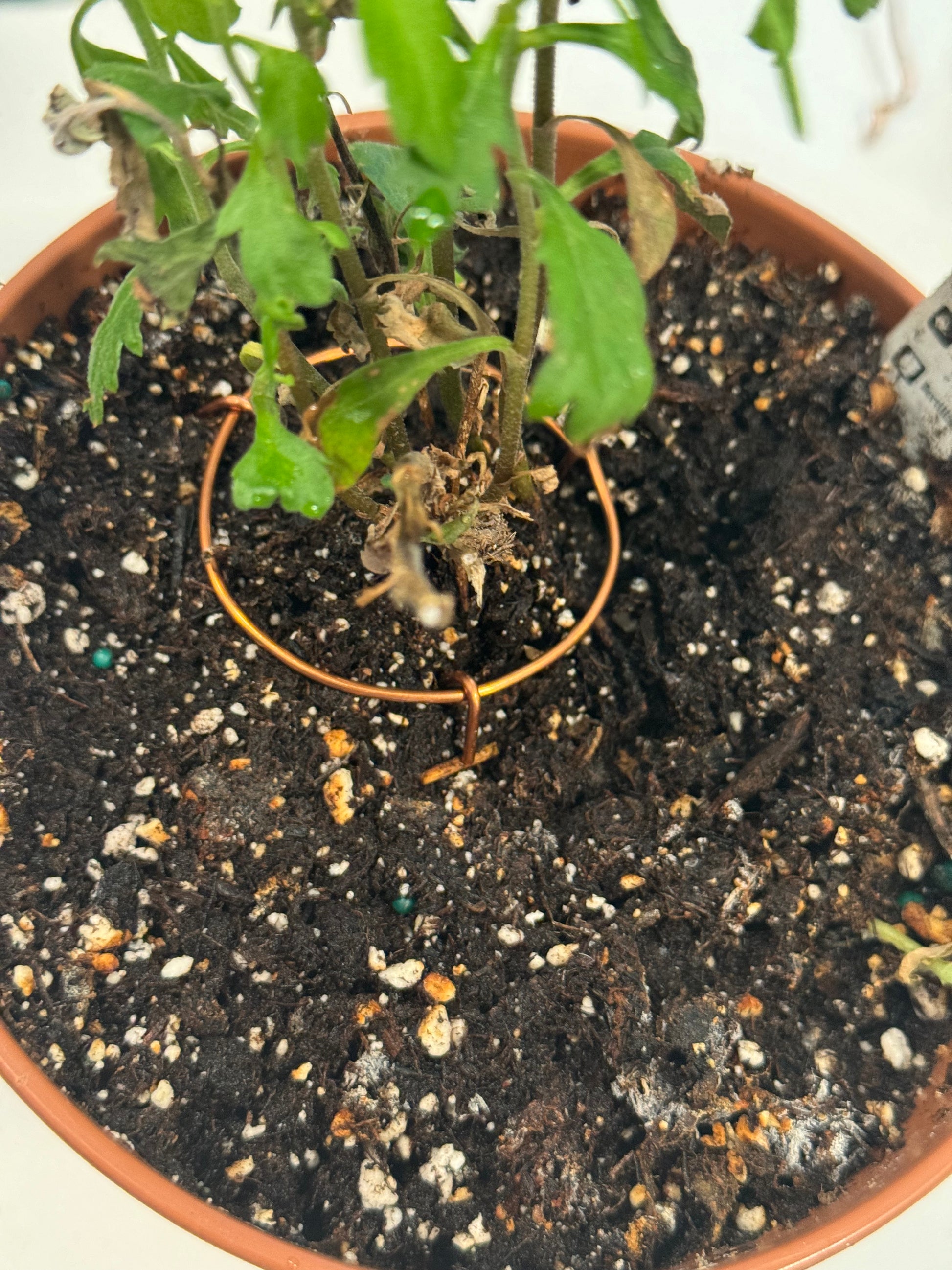 Planter with plant and the Copper Ring 369 at the base